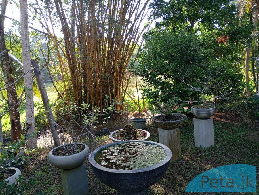 House for Sale in Paragasthota