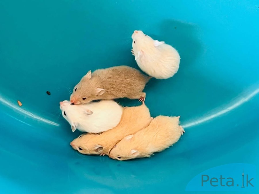 Hamster 