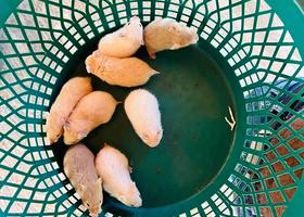 Hamster 