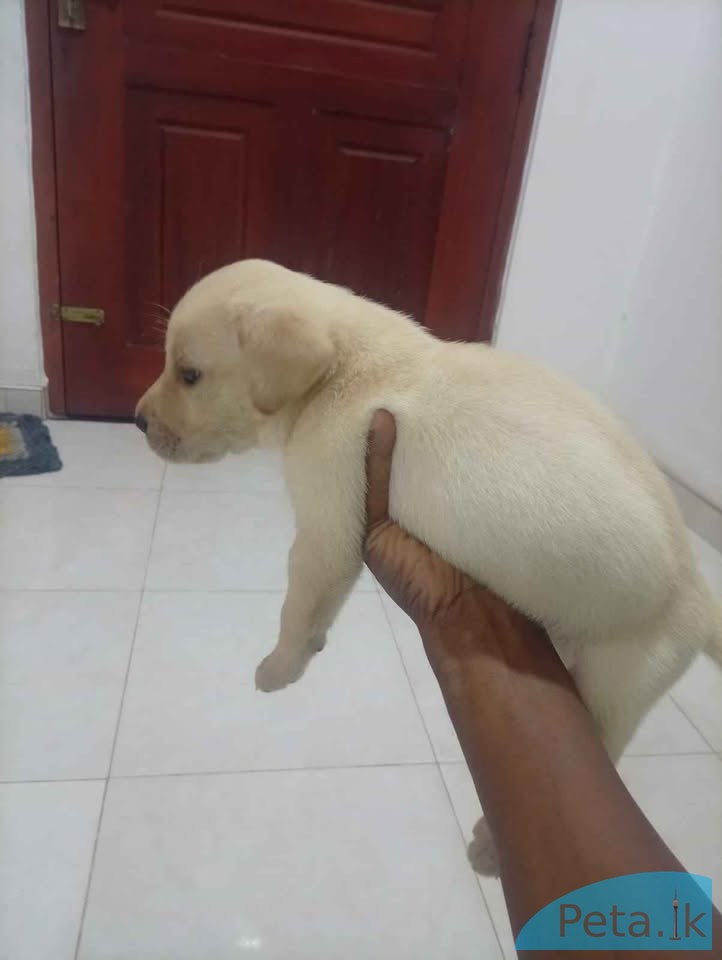Labrador puppies for sale