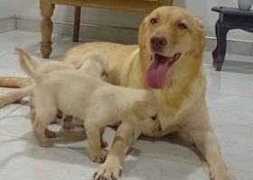 Labrador puppies for sale